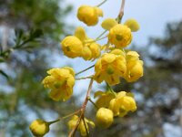 Berberis vulgaris 25, Zuurbes, Saxifraga-Ed Stikvoort