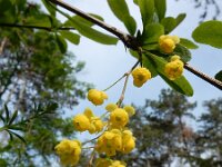 Berberis vulgaris 27, Zuurbes, Saxifraga-Ed Stikvoort