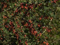 Berberis vulgaris 5, Zuurbes, Saxifraga-Jan van der Straaten
