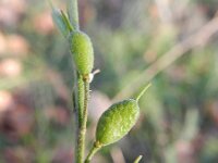 Berteroa incana 10, Grijskruid, Saxifraga-Rutger Barendse