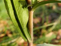 Berteroa incana 11, Grijskruid, Saxifraga-Rutger Barendse