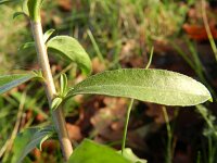 Berteroa incana 12, Grijskruid, Saxifraga-Rutger Barendse