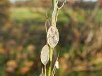 Berteroa incana 13, Grijskruid, Saxifraga-Rutger Barendse