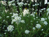 Berteroa incana 14, Grijskruid, Saxifraga-Ed Stikvoort