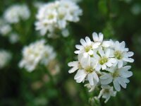 Berteroa incana 15, Grijskruid, Saxifraga-Ed Stikvoort