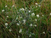 Berteroa incana 16, Grijskruid, Saxifraga-Ed Stikvoort