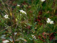 Berteroa incana 17, Grijskruid, Saxifraga-Ed Stikvoort