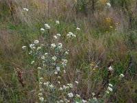 Berteroa incana 18, Grijskruid, Saxifraga-Ed Stikvoort