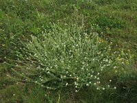 Berteroa incana 19, Grijskruid, Saxifraga-Hans Boll