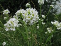 Berteroa incana 2, Grijskruid, Saxifraga-Rutger Barendse