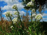 Berteroa incana 20, Grijskruid, Saxifraga-Ed Stikvoort