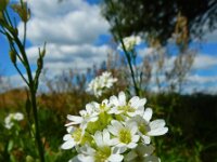 Berteroa incana 21, Grijskruid, Saxifraga-Ed Stikvoort