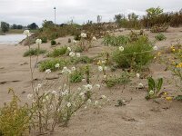 Berteroa incana 22, Grijskruid, Saxifraga-Ed Stikvoort