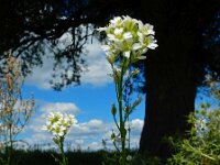 Berteroa incana 23, Grijskruid, Saxifraga-Ed Stikvoort