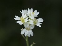 Berteroa incana 24, Grijskruid, Saxifraga-Willem van Kruijsbergen