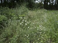 Berteroa incana 25, Grijskruid, Saxifraga-Willem van Kruijsbergen