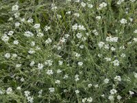 Berteroa incana 26, Grijskruid, Saxifraga-Willem van Kruijsbergen