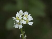 Berteroa incana 27, Grijskruid, Saxifraga-Willem van Kruijsbergen