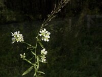 Berteroa incana 3, Grijskruid, Saxifraga-Jan van der Straaten