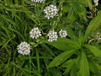 Berteroa incana 4, Grijskruid, Saxifraga-Peter Meininger