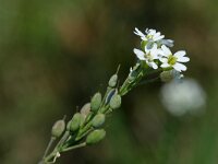 Berteroa incana 5, Grijskruid, Saxifraga-Jeroen Willemsen