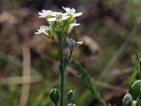 Berteroa incana 6, Grijskruid, Saxifraga-Jeroen Willemsen