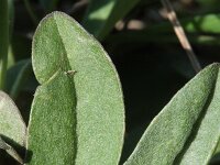 Berteroa incana 7, Grijskruid, Saxifraga-Rutger Barendse