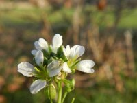 Berteroa incana 8, Grijskruid, Saxifraga-Rutger Barendse