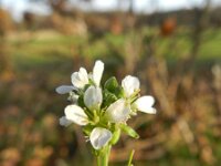 Berteroa incana 9, Grijskruid, Saxifraga-Rutger Barendse