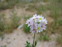 Berteroa mutabilis 1, Saxifraga-Jasenka Topic