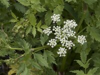Berula erecta 14, Kleine watereppe, Saxifraga-Willem van Kruijsbergen