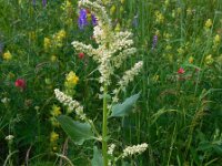 Beta corolliflora 2, Saxifraga-Ed Stikvoort