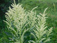 Beta corolliflora 3, Saxifraga-Ed Stikvoort