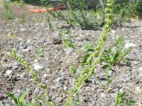 Beta macrocarpa 2, Saxifraga-Rutger Barendse