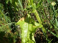 Beta vulgaris ssp vulgaris 12, Gekweekte biet, Saxifraga-Rutger Barendse