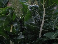 Beta vulgaris ssp vulgaris 15, Gekweekte biet, Saxifraga-Rutger Barendse