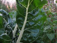 Beta vulgaris ssp vulgaris 16, Gekweekte biet, Saxifraga-Rutger Barendse