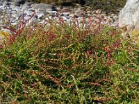 Beta vulgaris ssp vulgaris 33, Gekweekte biet, Saxifraga-Hans Grotenhuis