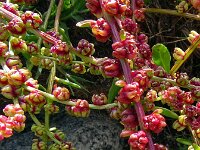 Beta vulgaris ssp vulgaris 35, Gekweekte biet, Saxifraga-Hans Grotenhuis