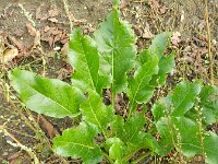 Beta vulgaris ssp vulgaris 6, Gekweekte biet, Saxifraga-Rutger Barendse
