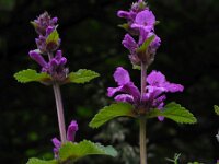Betonica macrantha 2, Saxifraga-Ed Stikvoort