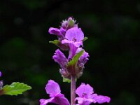 Betonica macrantha 3, Saxifraga-Ed Stikvoort