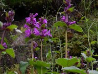 Betonica macrantha 5, Saxifraga-Ed Stikvoort