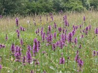 Betonica officinalis 10, Betonie, Saxifraga-Jan Willem Jongepier