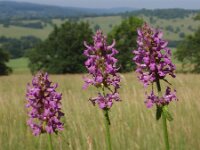 Betonica officinalis 11, Betonie, Saxifraga-Jan Willem Jongepier