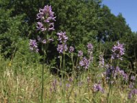 Betonica officinalis 12, Betonie, Saxifraga-Rob Felix : Plantae, Plants, planten