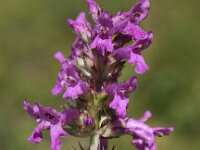 Betonica officinalis 13, Betonie, Saxifraga-Peter Meininger