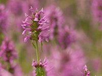 Betonica officinalis 14, Betonie, Saxifraga-Jelmer Reyntjes  Nationale Beeldbank website : Betonie, Stachys officinalis, bloei, bloem