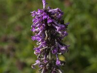 Betonica officinalis 15, Betonie, Saxifraga-Jan van der Straaten