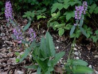 Betonica officinalis 16, Betonie, Saxifraga-Ed Stikvoort